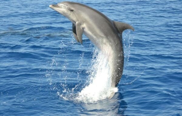 Gran Canaria: Dolphin and Whale Watching Cruise - Customer Reviews and Feedback