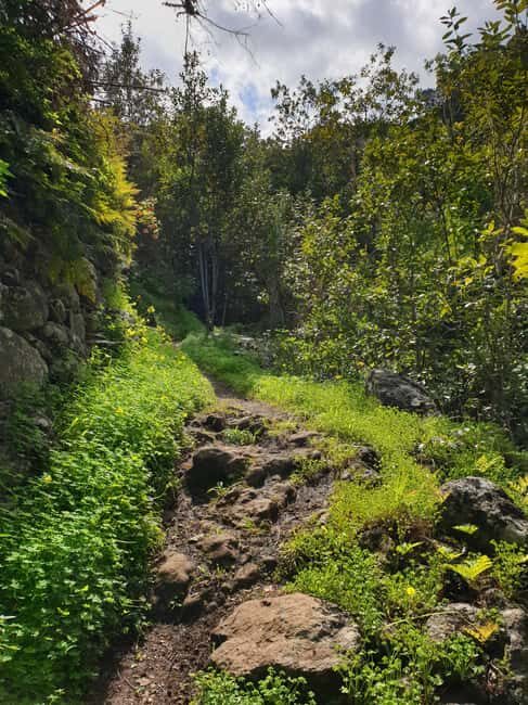 Gran Canaria: excursion to the Laurisilva Forest - Introduction: Why This Tour Stands Out  