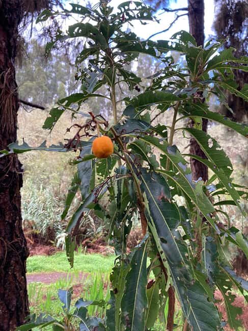 Gran Canaria: excursion to the Laurisilva Forest - Practical Details and Tips  