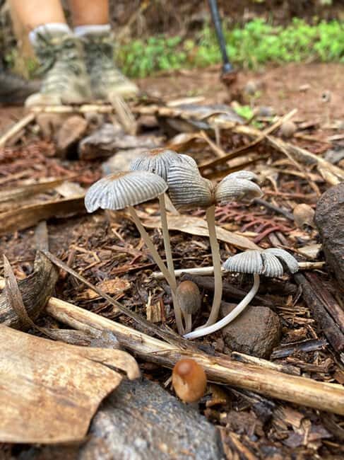 Gran Canaria: excursion to the Laurisilva Forest - Who Is This Tour Best Suited For?  