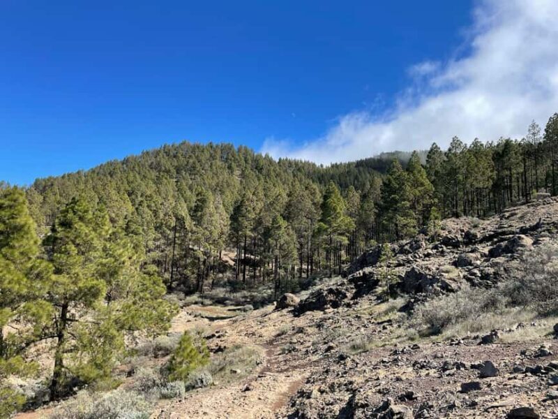Gran Canaria: excursion to the Ventana del Nublo - Authentic Experience: What Reviewers Say