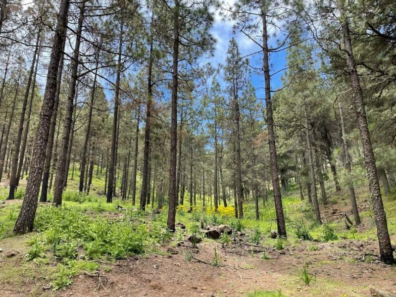 Gran Canaria: excursion to the Ventana del Nublo - Who Should Consider This Tour?