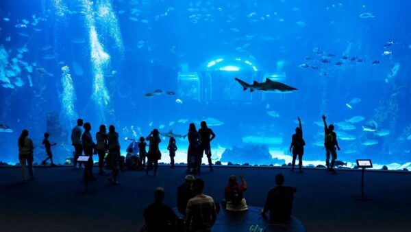 Gran Canaria Experience From Tenerife - Frequently Asked Questions