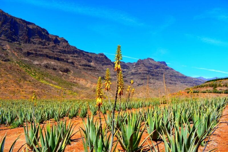 Gran Canaria Highlights Full-Day Tour by Bus - Good To Know