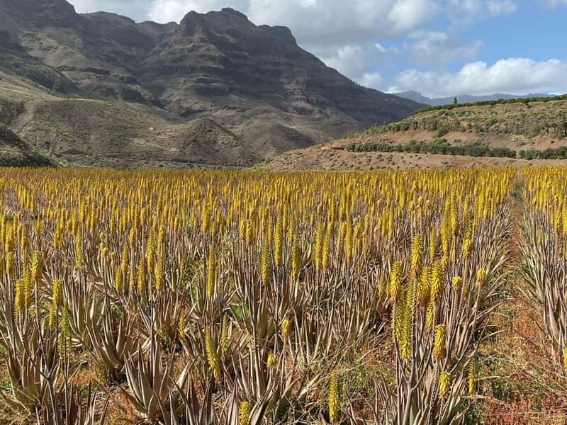 Gran Canaria Peaks in Minibus: Firgas, Teror, Aloe Vera tour - Transportation, Duration, and Value