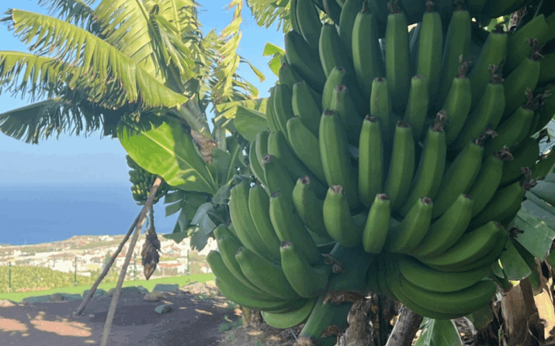 Gran Canaria: Rum, Wines and Banana Tour - Good To Know