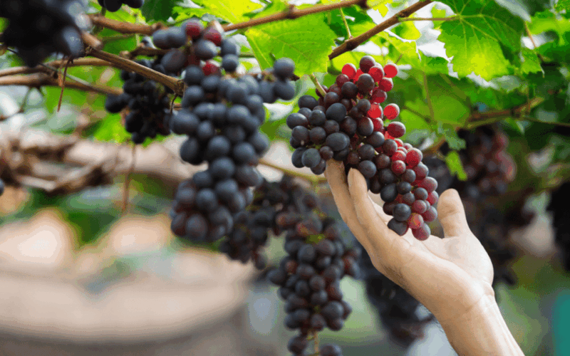 Gran Canaria: Rum, Wines and Banana Tour - Highlights of the Tour