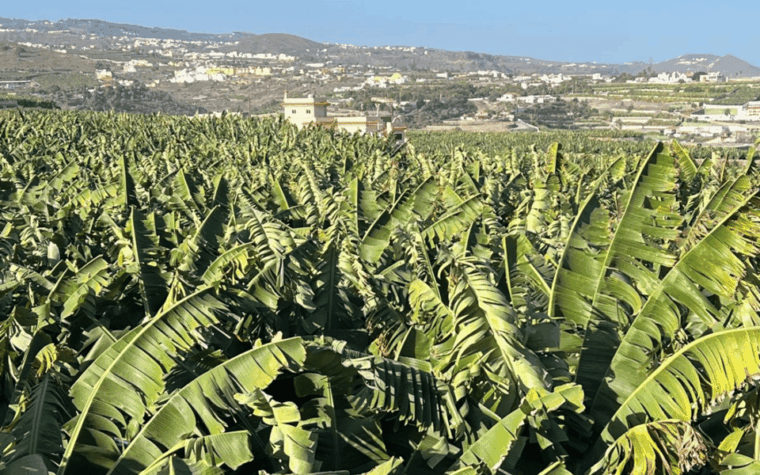 Gran Canaria: Rum, Wines and Banana Tour - Arehucas Rum Distillery Experience