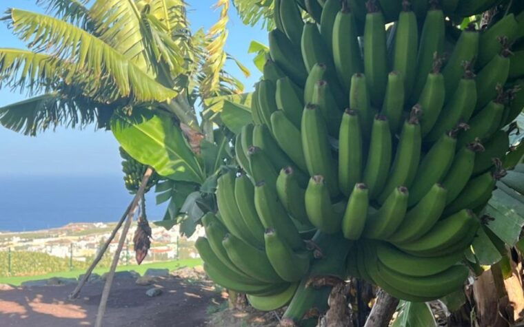 Gran Canaria: Rum, Wines and Banana Tour - Wine Tasting and Winemaking Insights