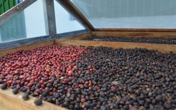 Gran Canaria: Rum, Wines and Banana Tour - Tasting of Local Products