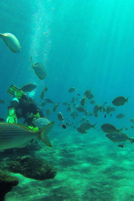 Gran Canaria Scuba Diving: 1-Day 2-Dive Package - Scuba Review and Dive Insurance