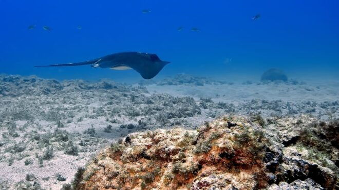 Gran Canaria Scuba Diving: 1-Day 2-Dive Package - Frequently Asked Questions