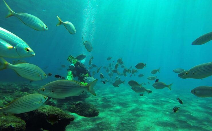 Gran Canaria Scuba Diving: 2-Day 4-Dive Package - Experience Highlights