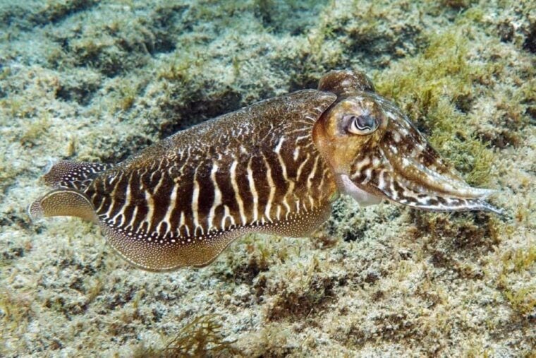 Gran Canaria: Scuba Diving for Beginners - Instructor and Experience