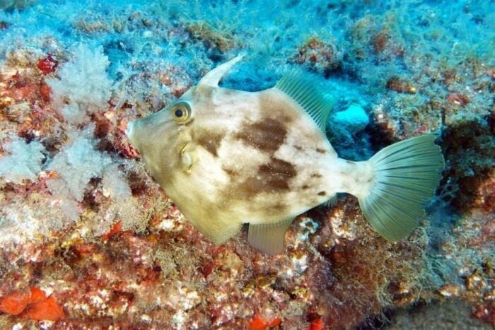 Gran Canaria: Scuba Diving for Beginners - Health and Safety Considerations