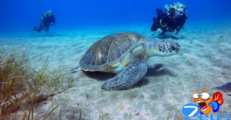 Gran Canaria Scuba Diving for Certified Divers - Equipment Rental and Requirements