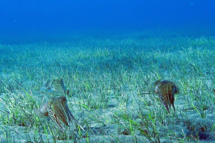 Gran Canaria: Scuba Diving in the South of the Island - Activity Details