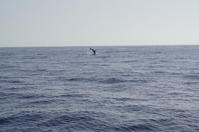 Gran Canaria Sunset Dolphin Watching Activity - Good To Know