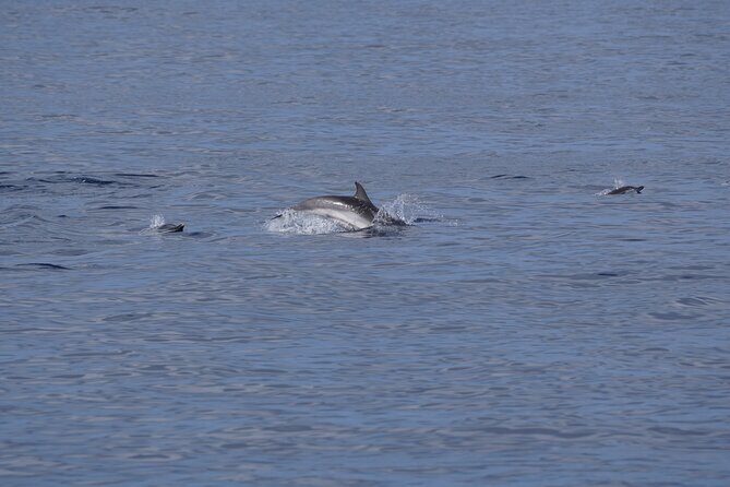 Gran Canaria Sunset Dolphin Watching Activity - The Experience in Detail