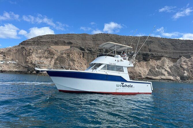 Gran Canaria Sunset Dolphin Watching Activity - The Sum Up