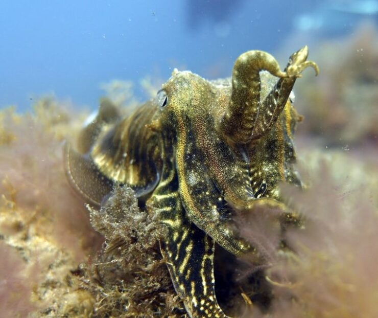 Gran Canaria: Try Scuba Diving for Beginners - Experience