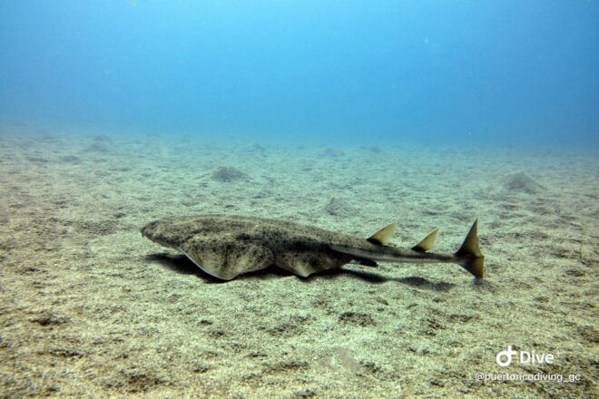 Gran Canaria: Try Scuba Diving for Beginners - Helpful Reviews
