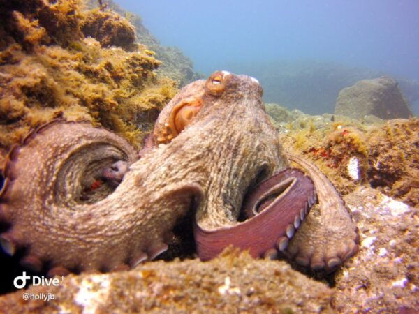 Gran Canaria: Try Scuba Diving for Beginners - The Sum Up