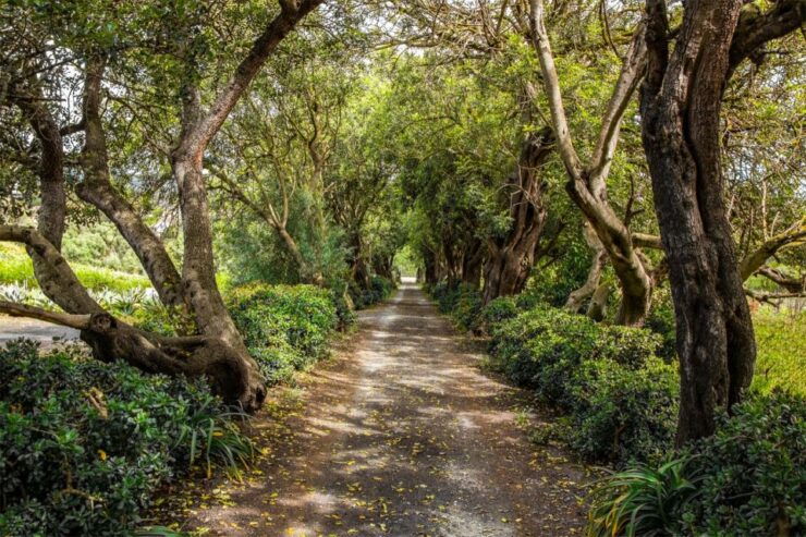 Gran Canaria: Winery Tour, Wine Museum, and Tasting - Booking Details and Cancellation Policy