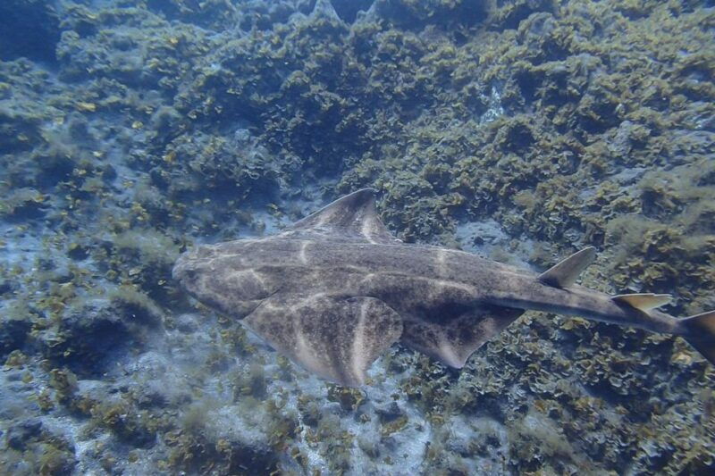 Gran Canaria:Live an Adventure and Learn to Dive With Expert - Good To Know