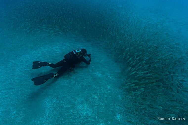 Gran Canaria:Live an Adventure and Learn to Dive With Expert - Exploring the Marine Life of Playa De Amadores