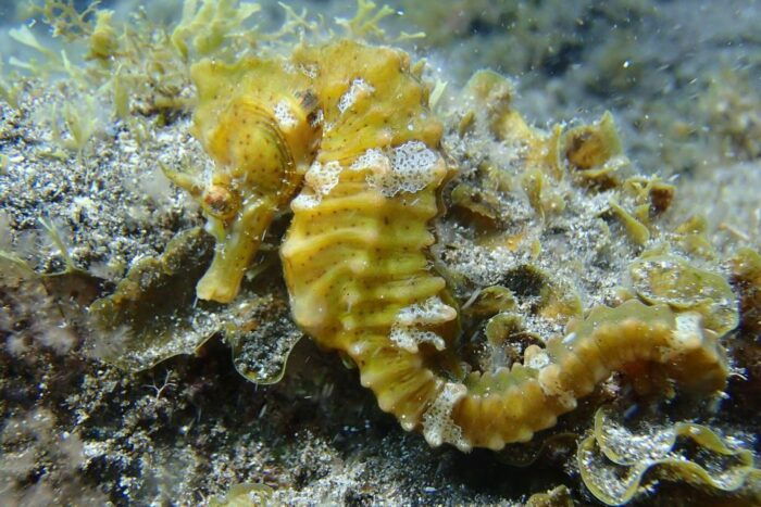 Gran Canaria:Live an Adventure and Learn to Dive With Expert - Why This Adventure Is Recommended for Beginners