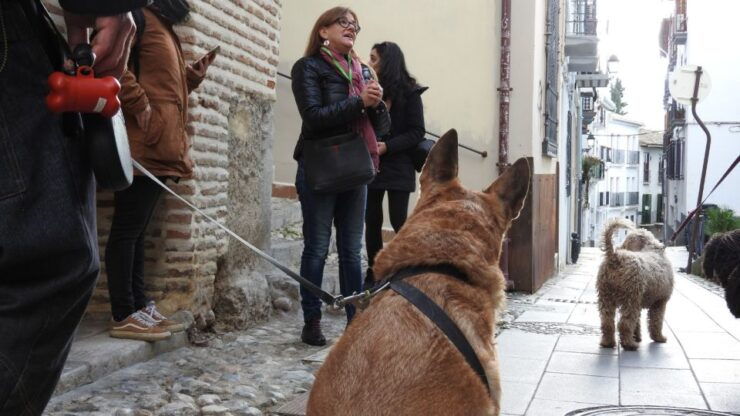Granada: Guided Realejo Tour With Pets - Experience Highlights and Starting Location