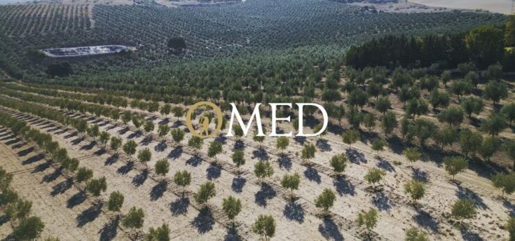 Granada in EVOO: Become a Real Olive Harvester for a Day - Good To Know