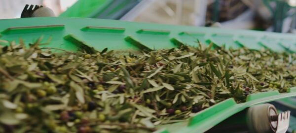 Granada in EVOO: Become a Real Olive Harvester for a Day - Frequently Asked Questions