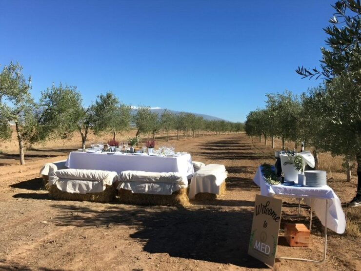 Granada in EVOO: Olive Grove Guided Tour and Sensory Tasting - Tour Details