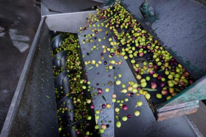 Granada in EVOO: Olive Grove Guided Tour and Sensory Tasting - Directions