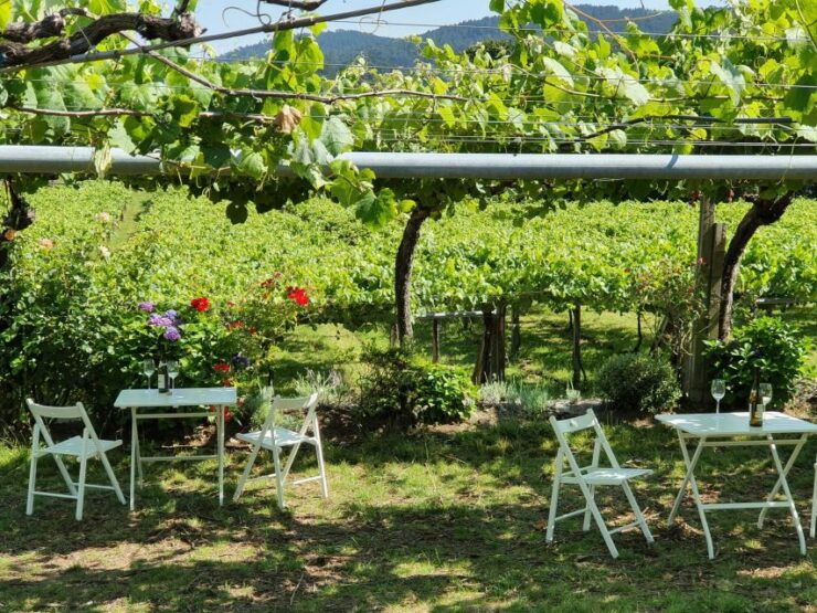 Granbazán Winery: Guided Tour and Wine Tasting - Activity Details