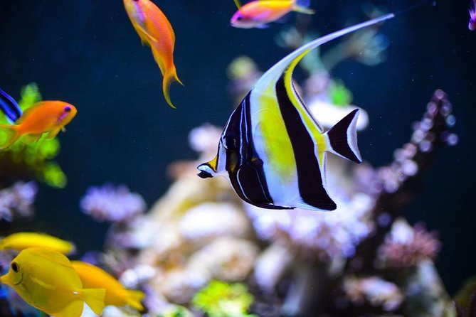Grand Aquarium From Hurghada - Location
