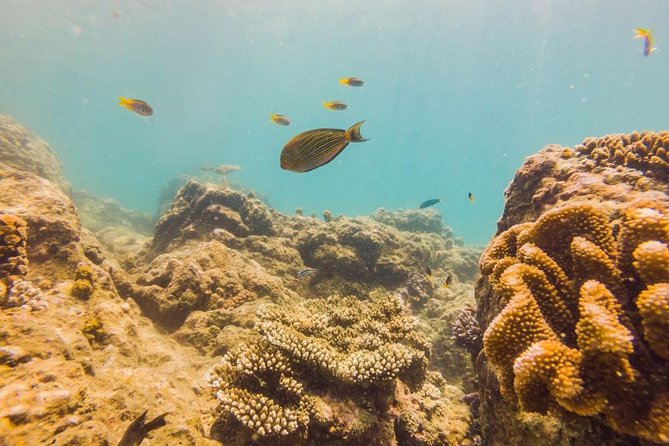 Grand Aquarium From Hurghada - Pickup Details