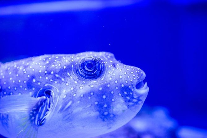 Grand Aquarium From Hurghada - Important Information
