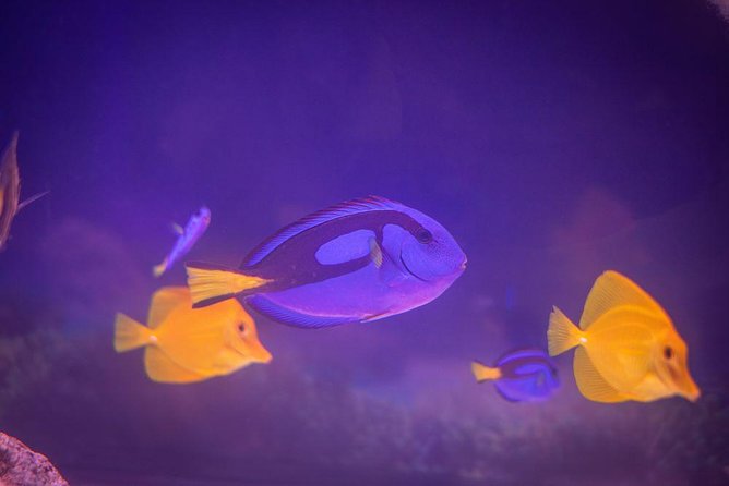 Grand Aquarium From Hurghada - Booking Confirmation