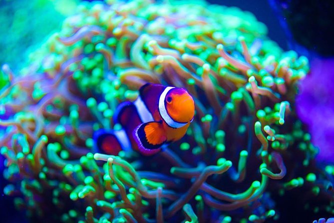 Grand Aquarium From Hurghada - Cancellation Policy