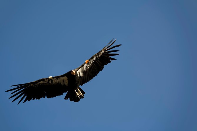 Grand Canyon Deluxe Day Trip From Sedona - Transportation and Logistics