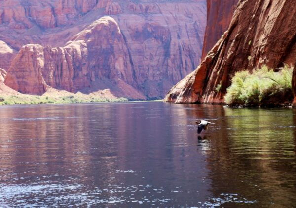 Grand Canyon: Glen Canyon and Horseshoe Bend Raft Trip - Tour Highlights