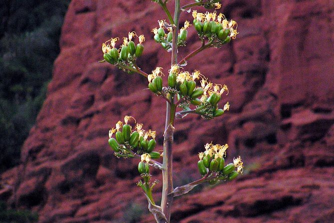Grand Canyon South Rim Day Trip From Flagstaff - Meeting and Pickup Details