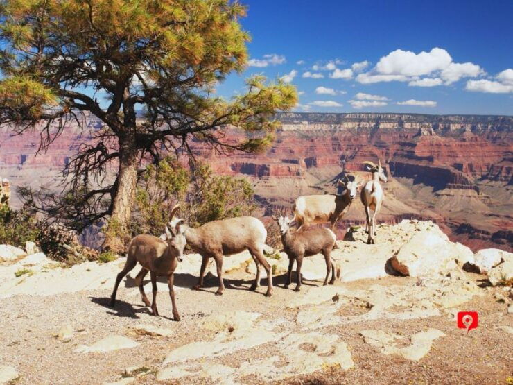 Grand Canyon South Rim: Self-Guided Audio Driving Tour - Booking Details