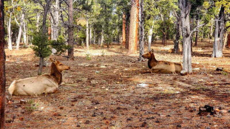 Grand Canyon South Rim Sunset Tour wth Dinner included - FAQ