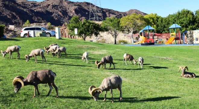 Grand Canyon West & Hoover Dam Combo Tour - Customer Reviews