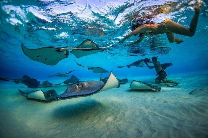 Grand Cayman Reef & Stingray City Snorkeling Adventure - FAQ