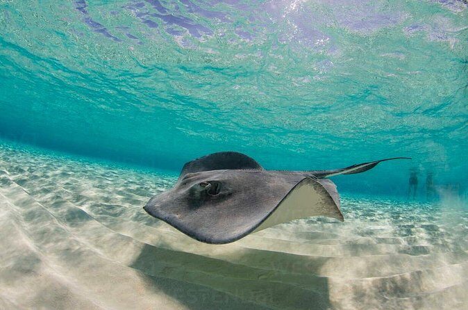 Grand Cayman Stingray City and Reef Snorkeling Combo Tour - Pricing and Value